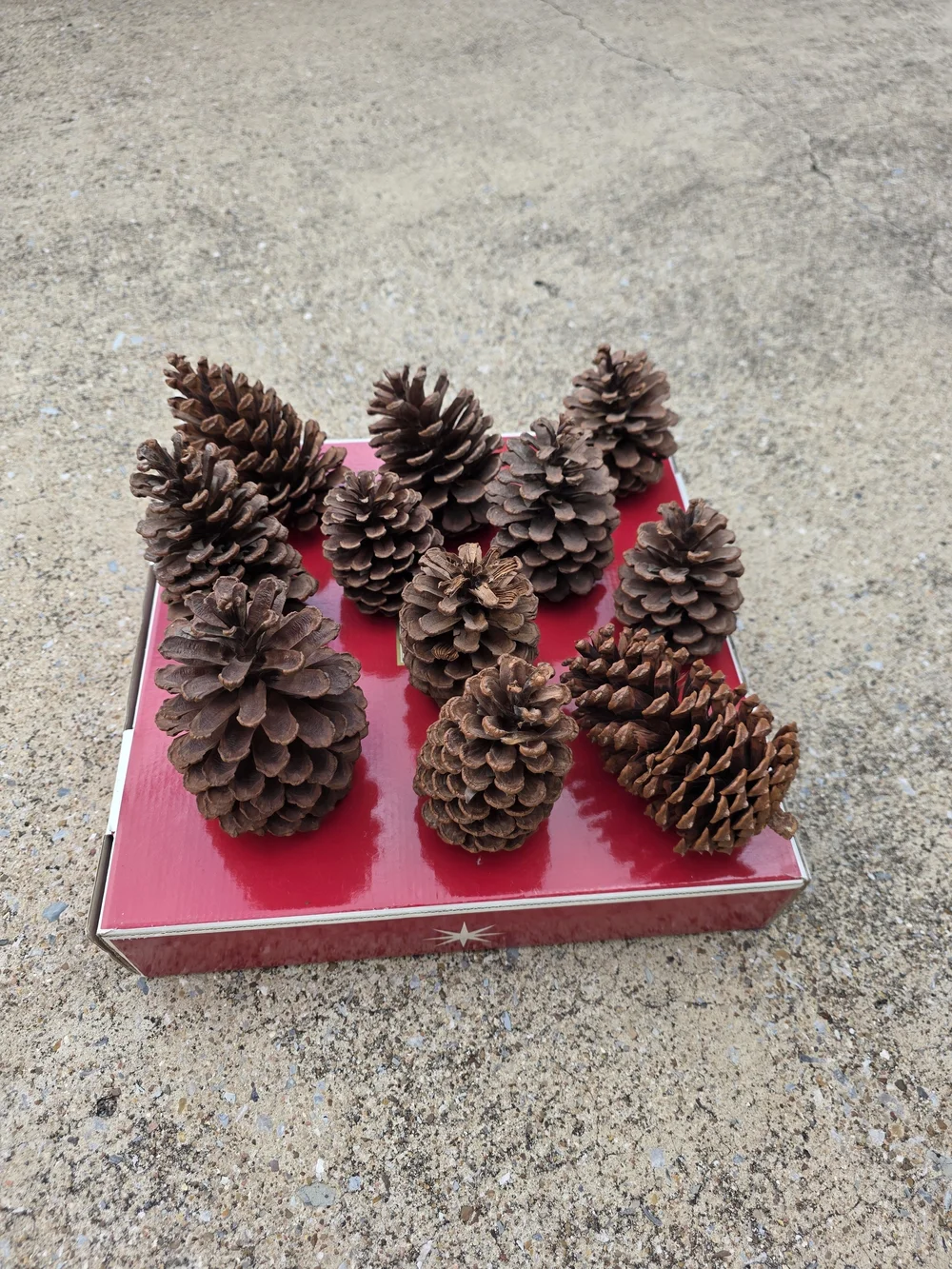 Set Of 11 Natural Brown Pine Cone Decorative Accents - Home Accents